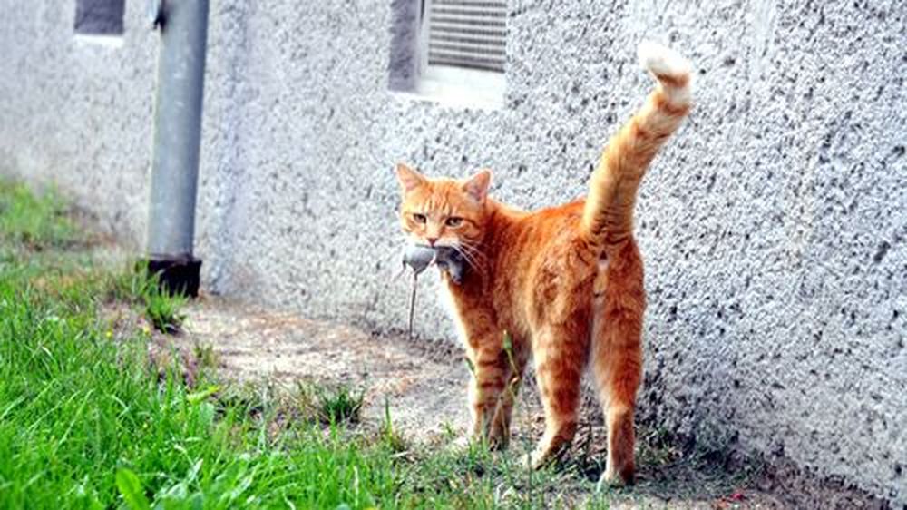 Die Katze Lässt Das Mausen Nicht Die Katze Lässt Das Mausen Nicht
