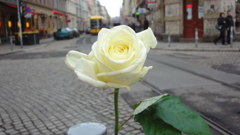weiße Rose an Rothenburger/Ecke Louisenstraße - anklicken zum Vergrößern weiße Rose an Rothenburger/Ecke Louisenstraße - anklicken zum Vergrößern