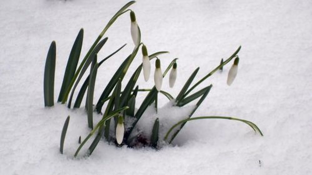 Schneeglöckchen im Schnee, danke an S.Ebnitzer Schneeglöckchen im Schnee, danke an S.Ebnitzer